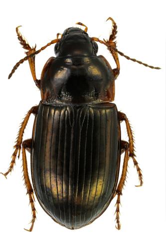 Amara quenseli